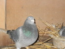 pigeon sarac 018