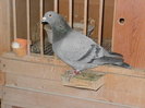 pigeon sarac 027