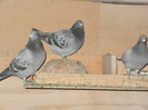 pigeon sarac 030
