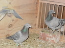 pigeon sarac 062