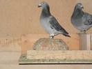 pigeon sarac 063