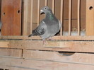 pigeon sarac 064