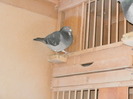 pigeon sarac 066