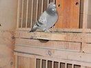 pigeon sarac 067