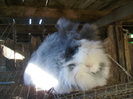 IEPURI (23)
