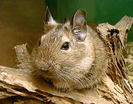 degu