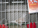 SDC13227