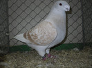 SDC13229
