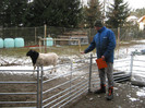 Robert cu berbecul Dorper