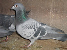 silvere toye