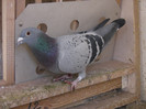 silvere toye(fiica din loc7 jud.fond-muntean mircea)