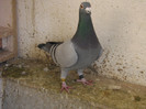 SCHIOPUL