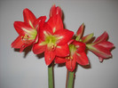 Amarylis 19- decembrie