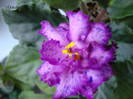 DSC03887