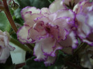 DSC03899