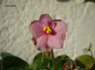 DSC03904