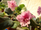DSC03921
