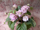 DSC03979