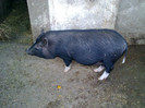 monik