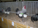SDC10668