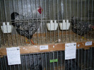 SDC10670