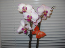 Orhideea cu fluture-19.12.2011