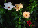 poze 509