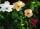 poze 511