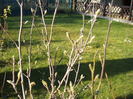 muguri magnolie 18 dec 2011
