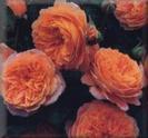 Crown Princess Margareth