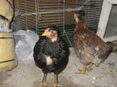 Picture 017