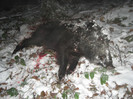 Sus scrofa