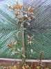 magnolia grandiflora-21 dec 2011