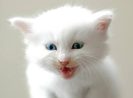 kitten365