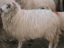 mioara