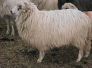 mioara