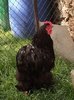 huhn%20004