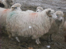 stramioara