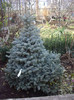 picea mongomery