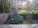picea mongomery