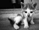 images (5)