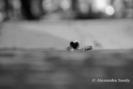 images (24)