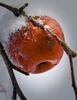 images (43)