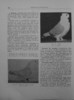 cresterea porumbeilor-peterfi 099