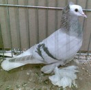 0454 Cap alb Turingia D 10