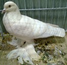 0475 Porumbel campenesc Saxonia D 11