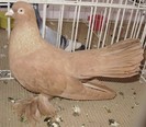 0851 Roller persan D 09