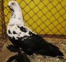 0936 Jucator fluture Varsovia PL 10