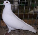 0956 Jucator Csepel H 07