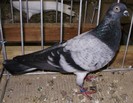 0966 Zburator maghiar deres H 07